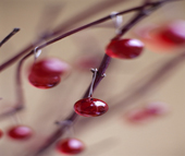 Red Decorations on Branches